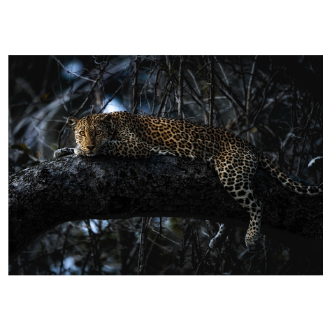 Papier peint photo - panthera - dimensions 400 x 280 cm