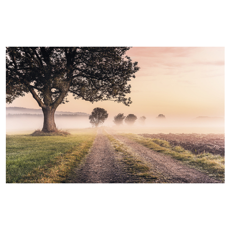 Papier peint photo - misty morning - dimensions 400 x 250 cm