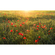 Papier peint photo - poppy world - taille 450 x 280 cm