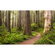 Papier peint photo - redwood trail - dimensions 450 x 280 cm